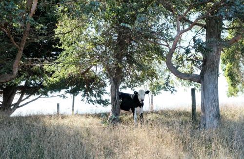Dyerville House | A cabin with a big view, comfort and tranquility, close to vines