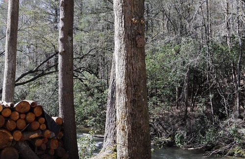 Cashes Valley Cabin | A Simple Song: A-frame cabin located on Fightingtown Creek