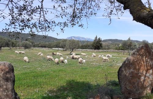 Dorgali Bed & Breakfast | Agriturismo Pira Pinta