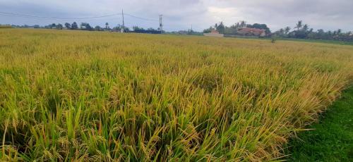 Singakerta House | Ajik house