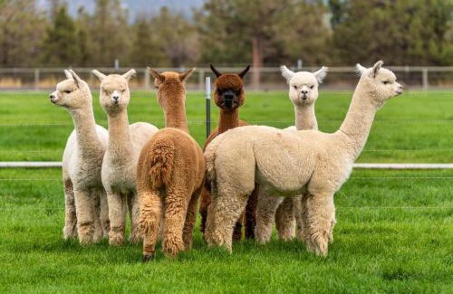 Grandola Bed & Breakfast | Alpaca Farm And B&B - Mama Adama