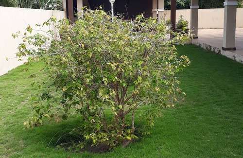 Caixa-Pregos House | Alugo Casa Temporada com 3 Suítes e 2 Quartos Solteiro