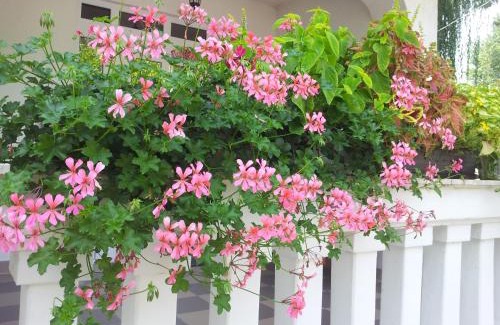 Balatonlelle Apartment | Anna Villa Balatonlelle