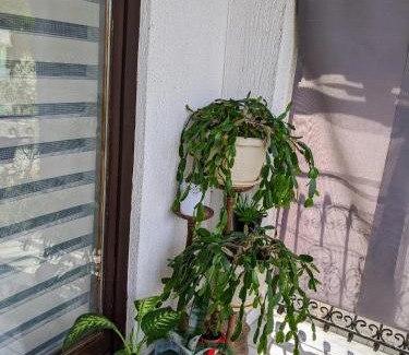 Mali Radic Apartment | Apartmani Hrastik 2