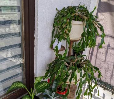 Mali Radic Apartment | Apartmani Hrastik 2