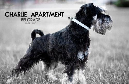 Vracar Apartment | Apartment Charlie PERFECT PRICE