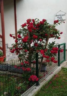 Kulen Vakuf Apartment | Apartment Dil