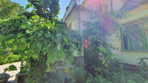 Siofok Aranypart Apartment | Apartments in Siofok - Balaton 38090