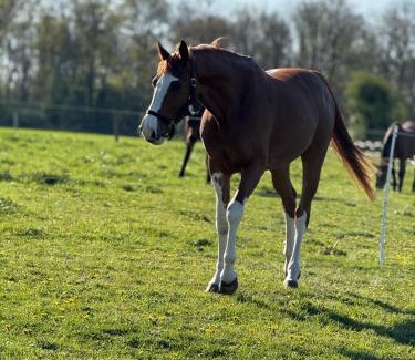 Amillis Apartment | appartement dans une écurie