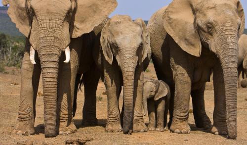 Hazyview House | Ashridge Guesthouse & Safaris