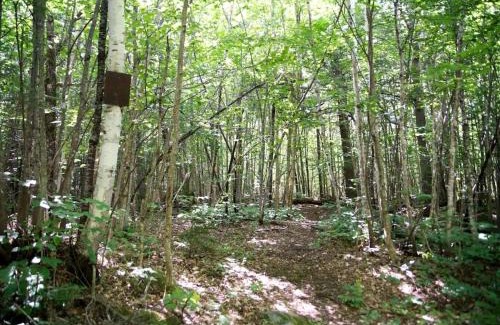 Chatham Other | Authentic Tipi Set in the Stunning Woodland of the White Mountain National Forest, New Hampshire