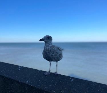 Sheringham House | Avocet Cottage Sheringham
