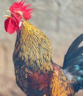 Muniz Freire House | Bangalô-Nosso Escritorio-Hospedagem Rural