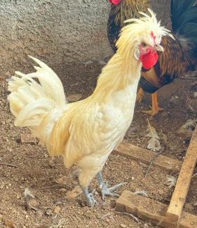 Muniz Freire House | Bangalô-Nosso Escritorio-Hospedagem Rural