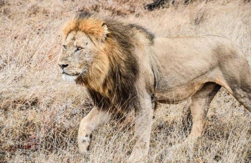 Marloth Park Villa | Bateleur Kruger Lodge
