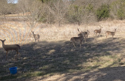 Sun City House | Beautiful furnished home. Private back yard lures frequent wildlife.