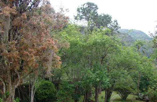 Teresopolis Cottage | Beautiful house with 9.000m2 of gardens, wifi, 4 suites and near Golf - 06 bedrooms