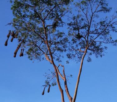 Cariari Other | Bewak CR