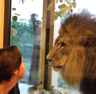 Town of Sullivan House | Big Cat Bungalows at The Haven - Lion 2