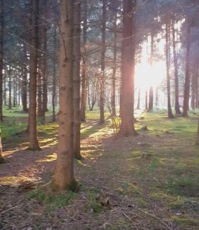 Middlemarsh Other | Bridgewood Camping - CABIN