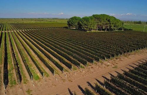 Cuyo Cabin | Cabañas Entre Hileras