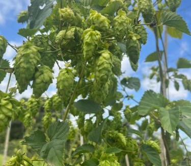 Venancio Aires Other | Cabana Container