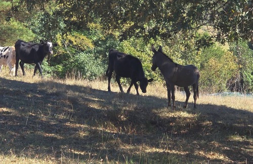 Water Valley RV Rental | campground,fishing pond/farm petting and feeding, bright stars/fruit trees fire