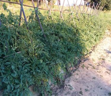 SantʼAngelo in Pontano Apartment | CAMPO BASE B&B