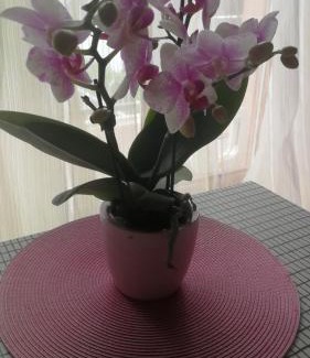 Alba House | Casa delle orchidee