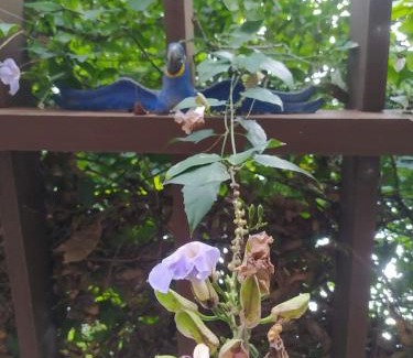 Bonito House | Casa Temporada Castro Alves