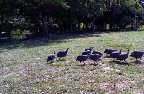 Bonito House | Chácara Primavera