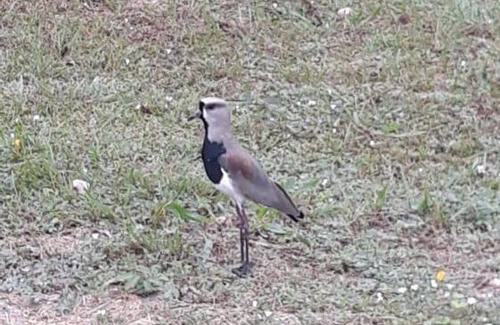 Bonito House | Chácara Primavera