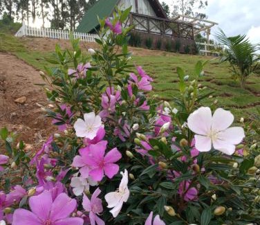 Gravatal Ski Chalet | Chalé das montanhas gravatal chalé luz da lua