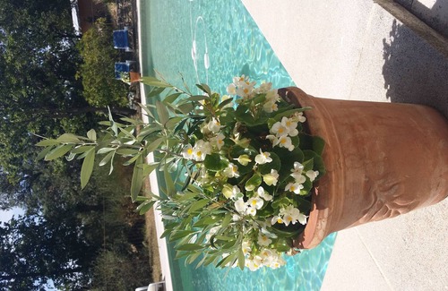 Joucas House | Charming Provencal house