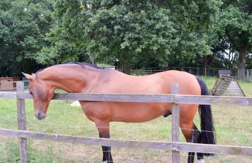 New Forest District House | Chiddock Cottage - Ukc2540
