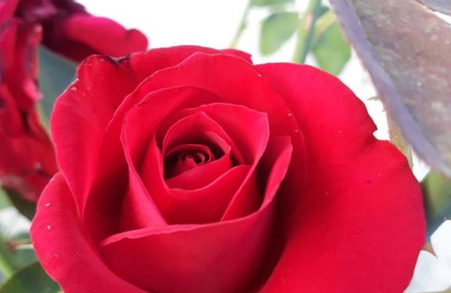 Cuadro Nacional Apartment | Complejo Cabañas Las Moras