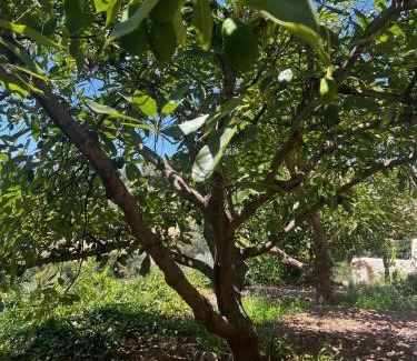 Yunquera House | Cortijo Chupito