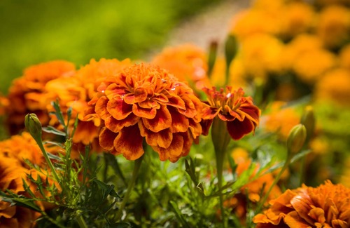 Wickhamford Cottage | Cotswold Country Cottage, peaceful Cotswolds location Worcesterhire border