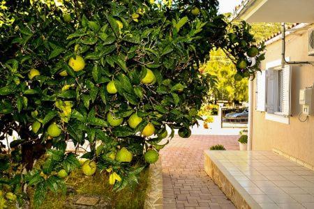 Davgata Apartment | Cottage Sakkatos