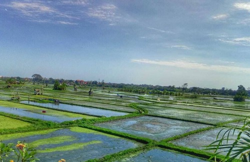 Denpasar Barat Apartment | Cozy Couple Studio with Rice Field View Seminyak Bali