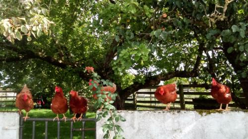 Mayour House | Cummins Cottages