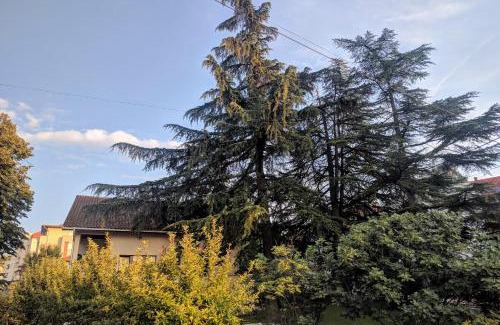 Arandelovac Apartment | Cvijićeva 1