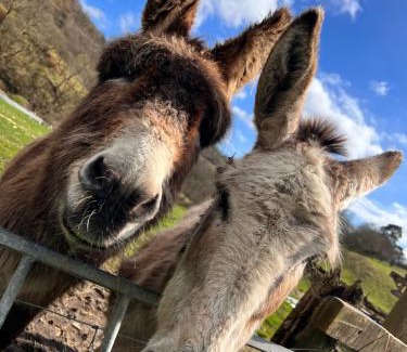 Merthyr Tydfil House | Cwm Farm Cwtch