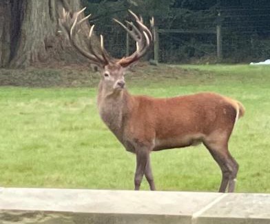 Salhouse House | Deer View cottage