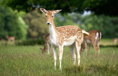 Salhouse House | Deer View cottage