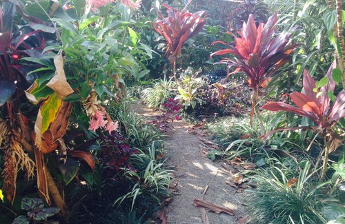 Hilo Apartment | Discover Tranquility at Palm Studio: Your Gateway to Nature in Hilo Town!