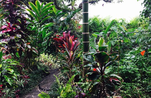 Hilo Apartment | Discover Tranquility at Palm Studio: Your Gateway to Nature in Hilo Town!