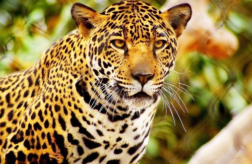 Pluma Hidalgo Bed & Breakfast | Eco Hotel El Refugio, In the mountains but near the sea - ROOM 1