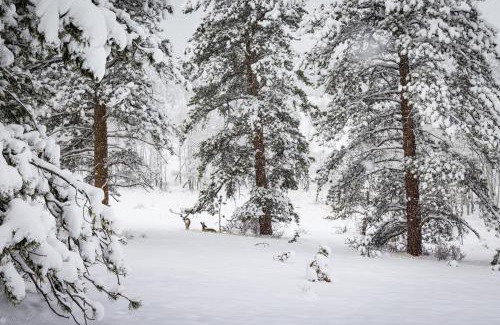 Estes Park House | Elk Haven