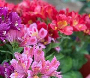 Potos Apartment | Elsa Haus